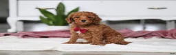 Mini Goldendoodle dogs for sale: Brodie - Ad 3