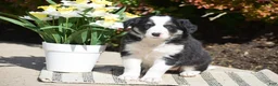 Border Collie dogs for sale: Darcy - Ad 1