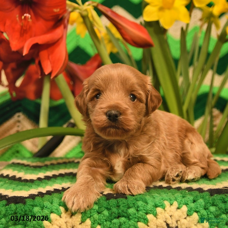 Mini Goldendoodle dogs Sparkey    - Ad 2