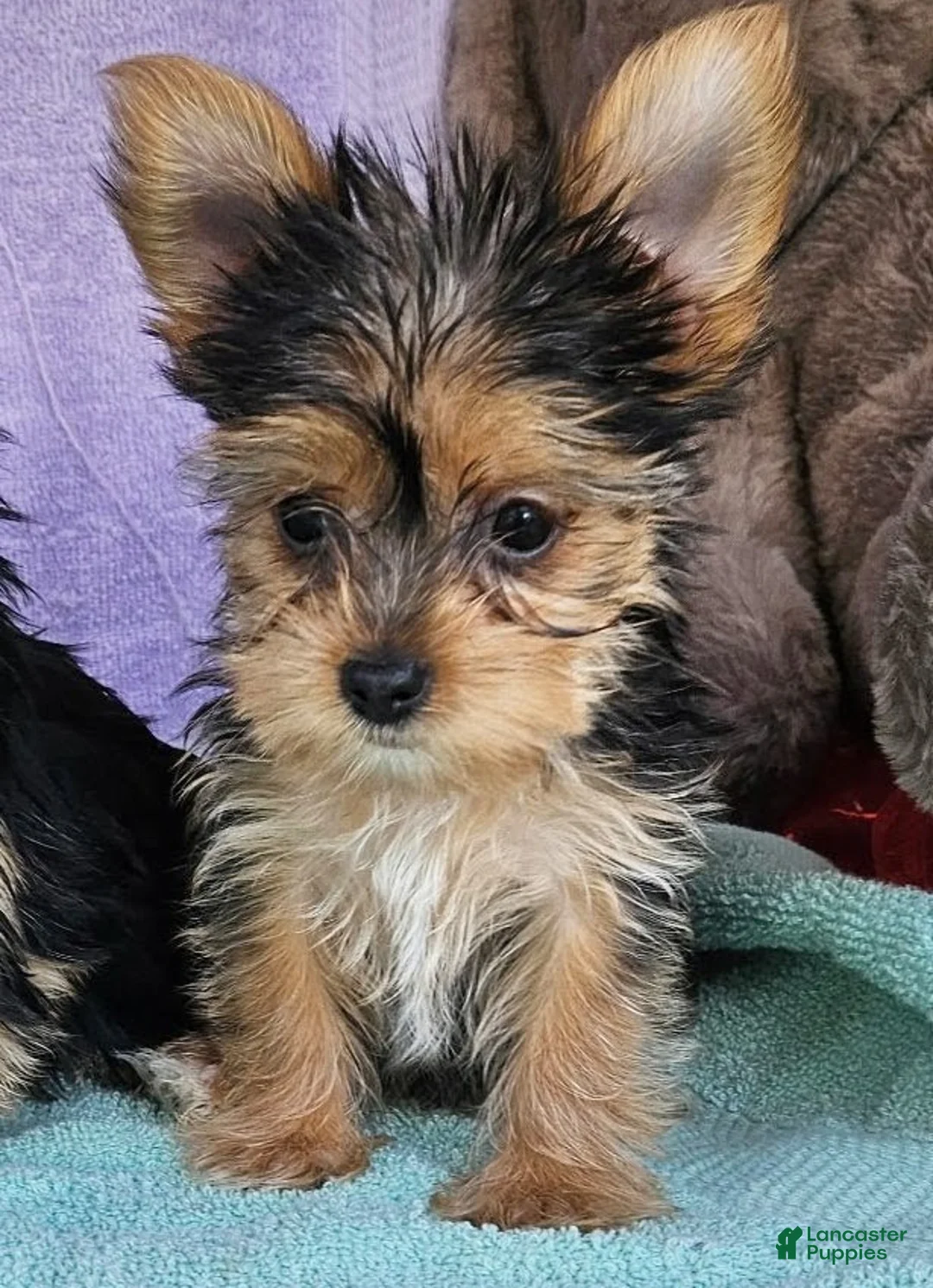 Yorkshire Terrier dogs for sale: Yorkshire Terrier Puppy 2 - Ad 1