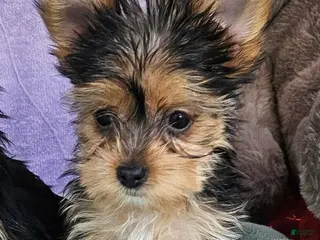 Yorkshire Terrier dogs Yorkshire Terrier Puppy 2 - Ad 31