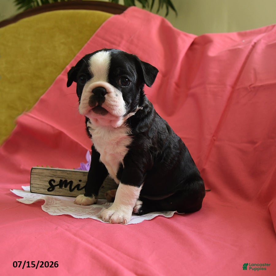 Boston Terrier dogs Wilber - Ad 2