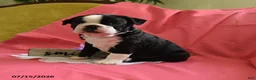Boston Terrier dogs for sale: Wilber - Ad 2