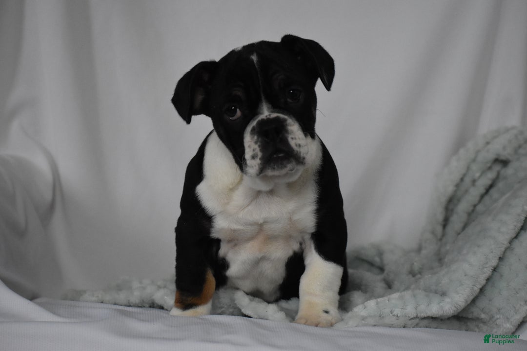 Mixed Breed dogs for sale: Hope - Ad 3