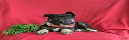 Mixed Breed dogs for sale: Badger - Ad 5