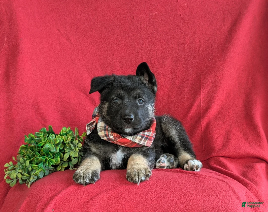 Mixed Breed dogs for sale: Badger - Ad 5