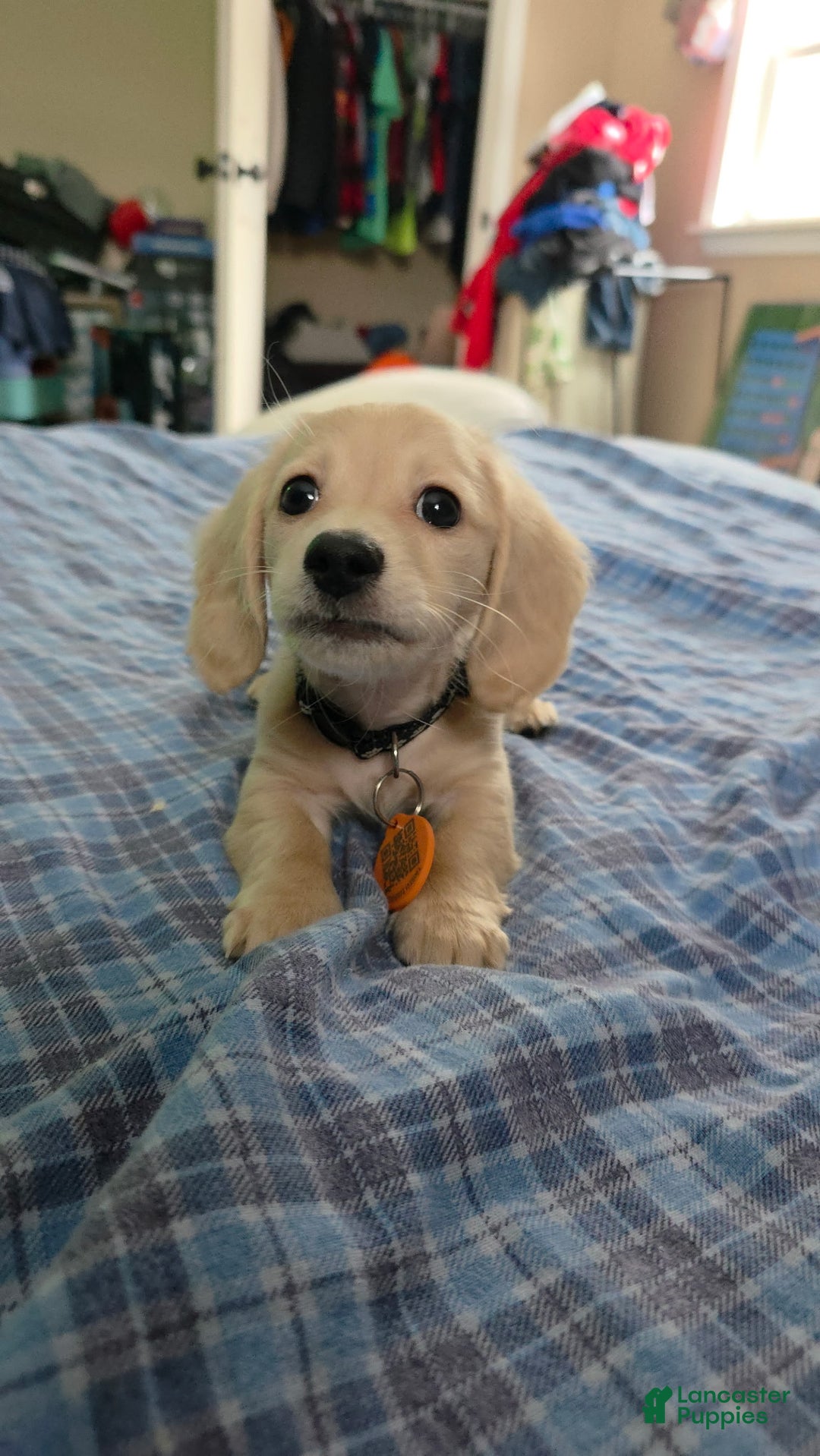 Miniature Dachshund dogs for sale: Mario - Ad 4