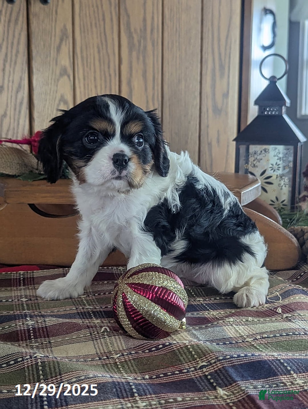 Cavalier King Charles Spaniel dogs for sale: Kate - Ad 5