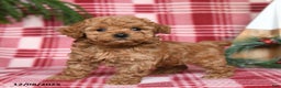 Toy Poodle dogs for sale: Gumdrop - Ad 3