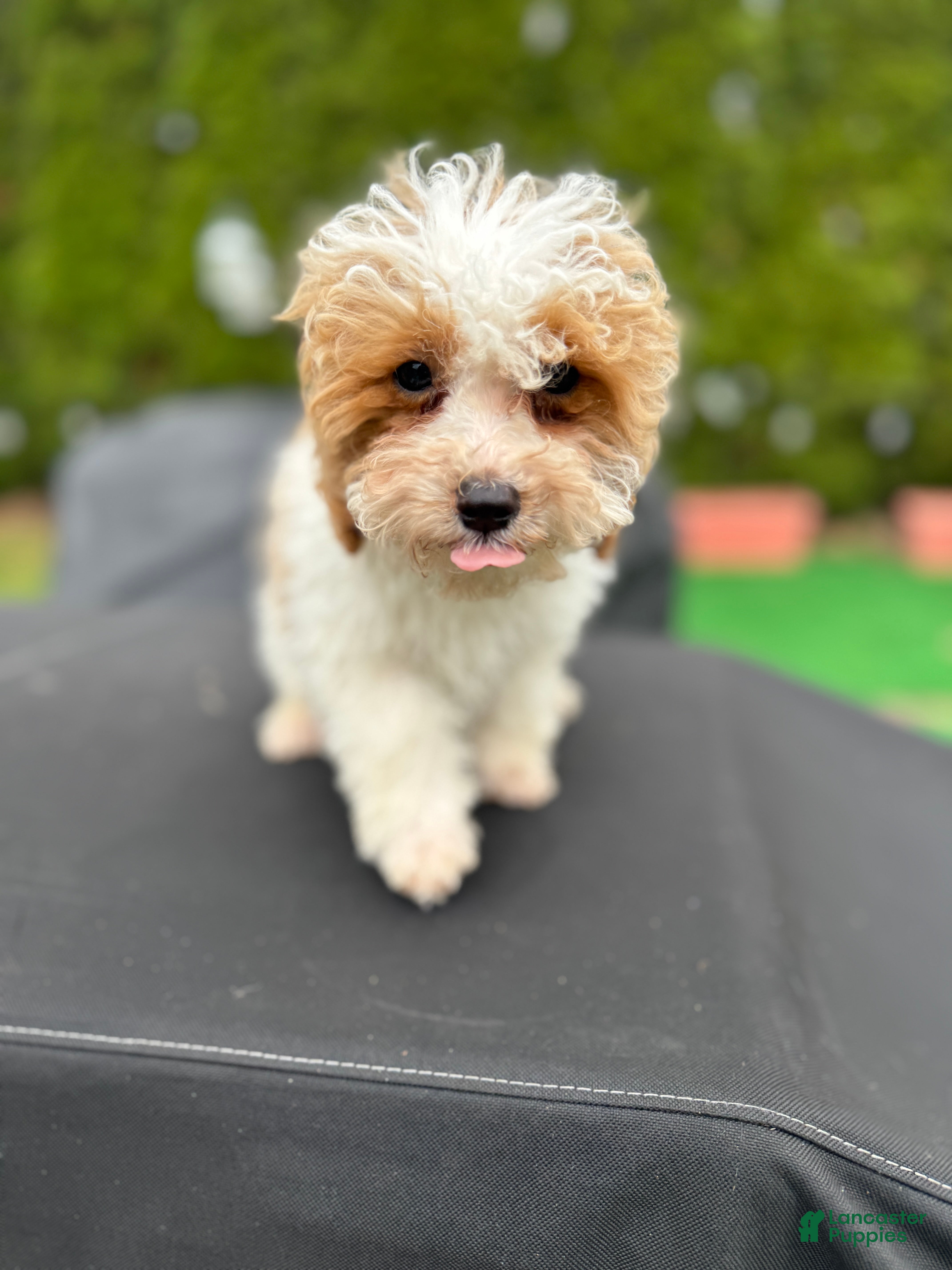 Mixed Breed dogs Biscuit - Ad 1