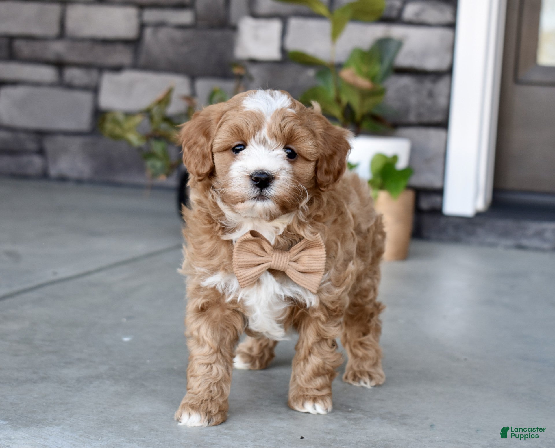 Cavapoo dogs Bentley - Ad 2