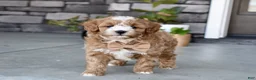 Cavapoo dogs for sale: Bentley - Ad 2