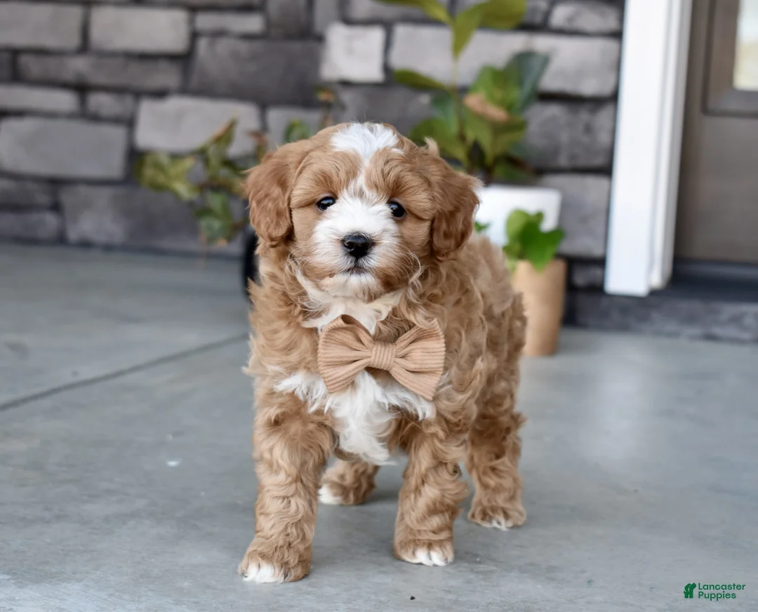 Cavapoo dogs for sale: Bentley - Ad 2