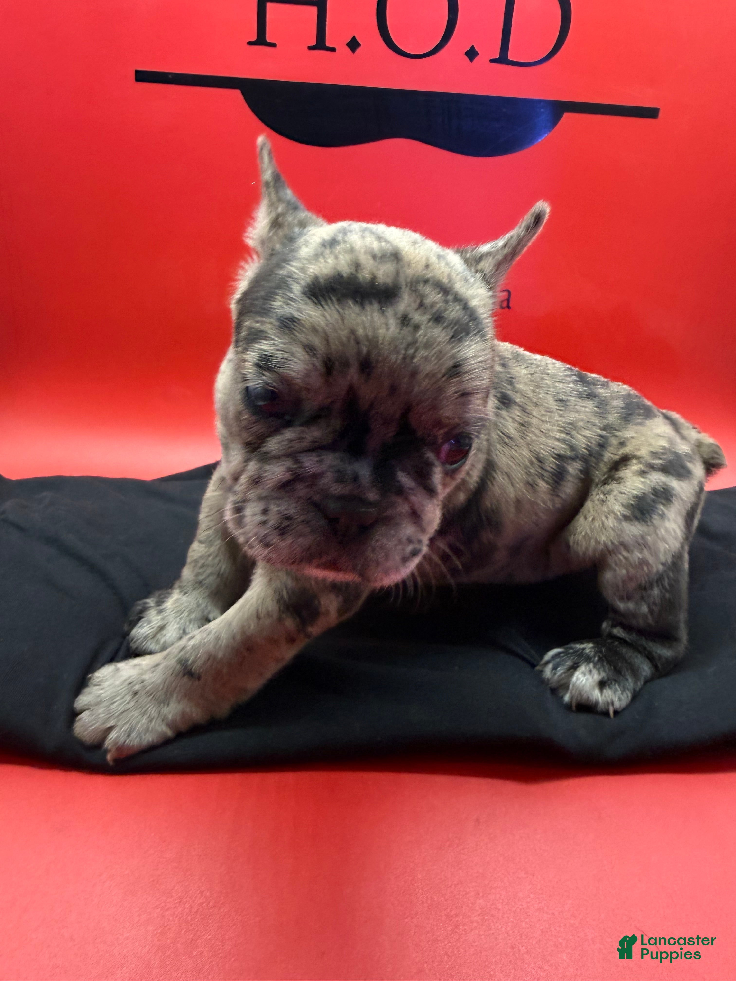 French Bulldog dogs Rumcofa - Ad 1
