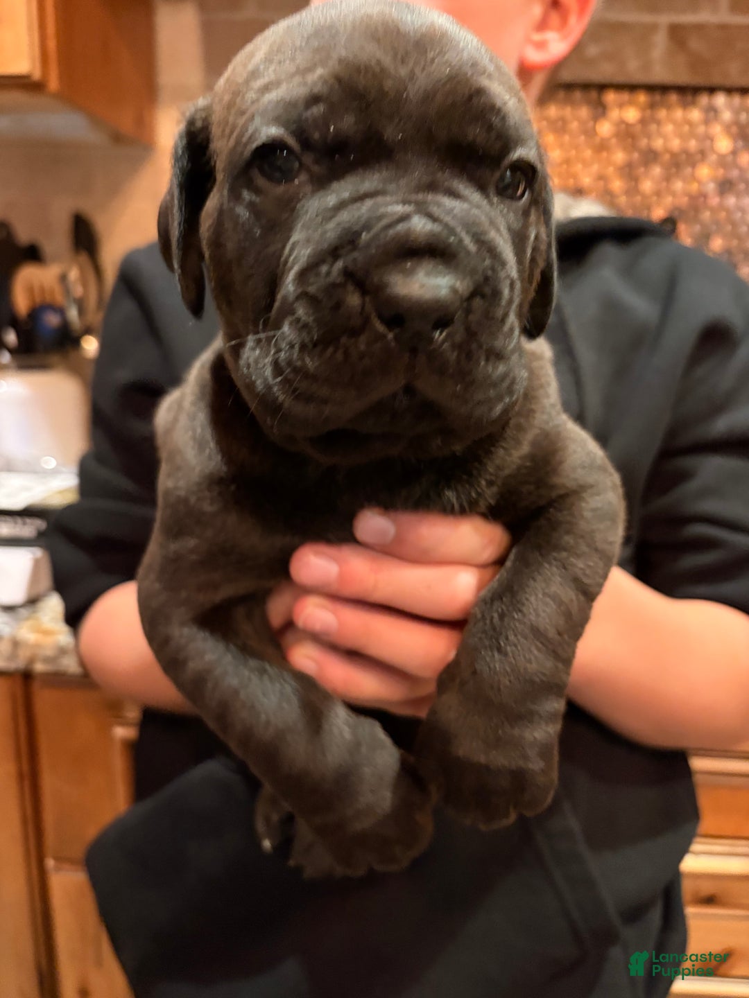 Cane Corso dogs for sale: Green boy - Ad 1