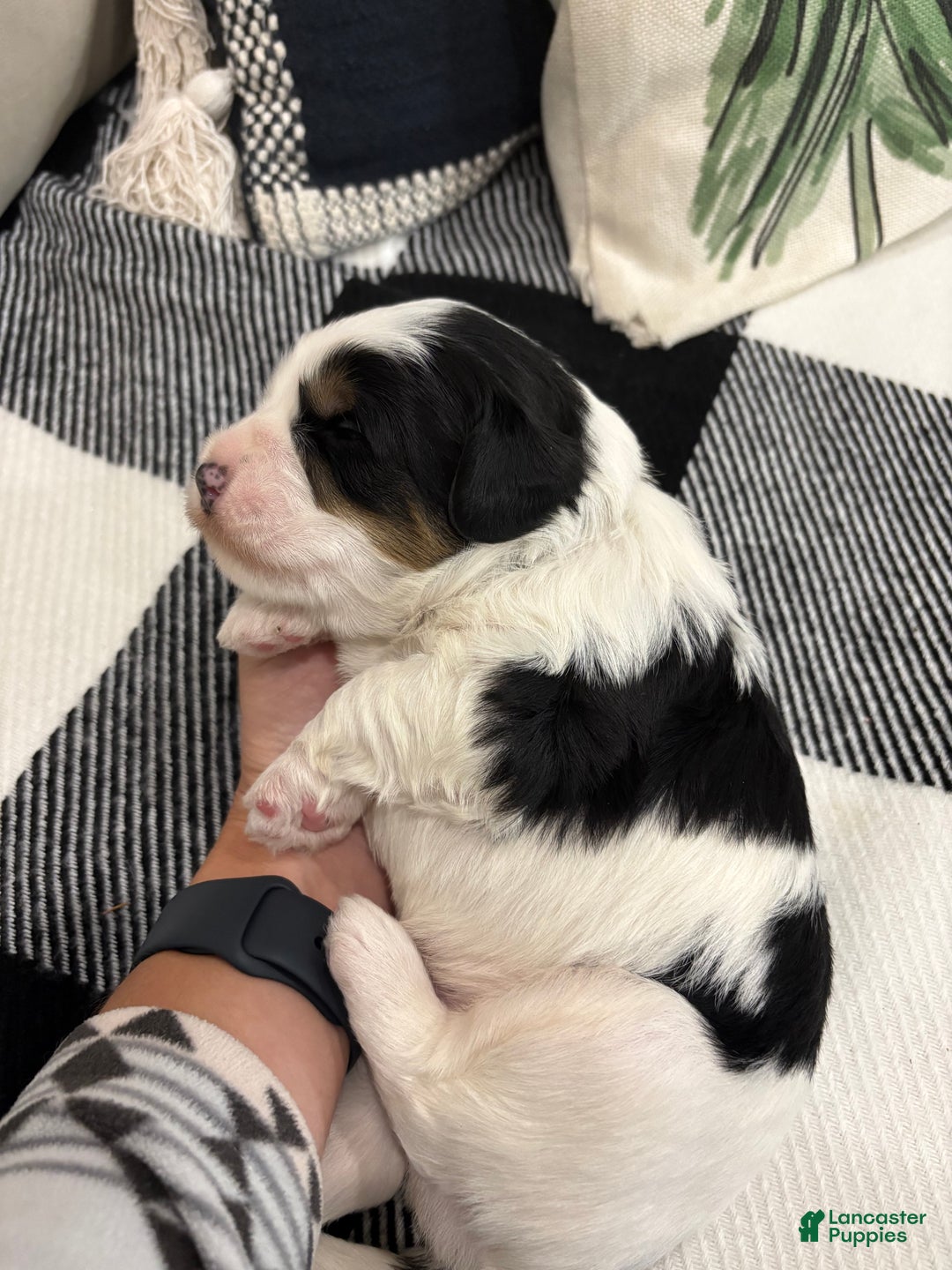 Mini Bernedoodle dogs for sale: Mini Bernedoodle Puppy 1 - Ad 2