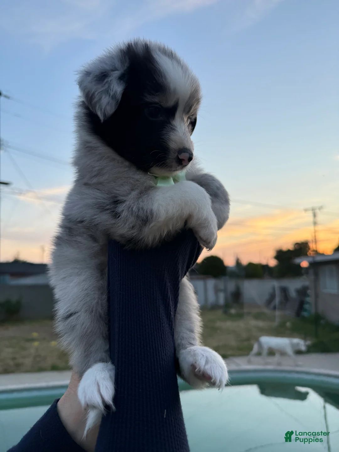 Australian Shepherd dogs for sale: Australian Shepherd Puppy 5 - Ad 2