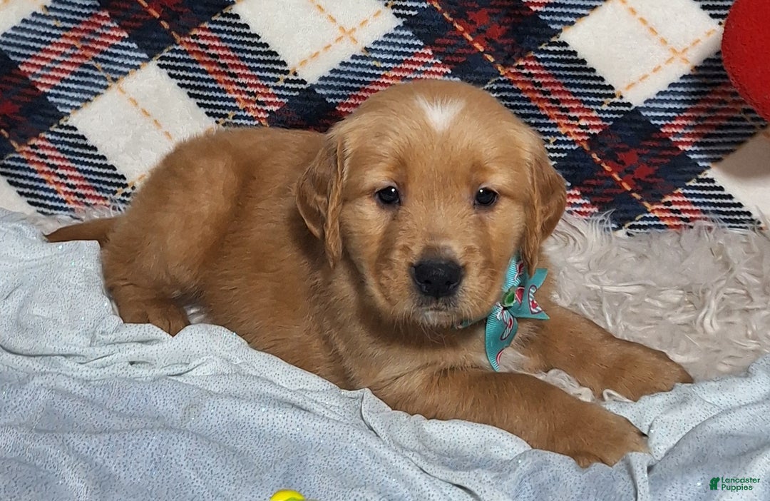 Golden Retriever dogs for sale: Arlo - Ad 2