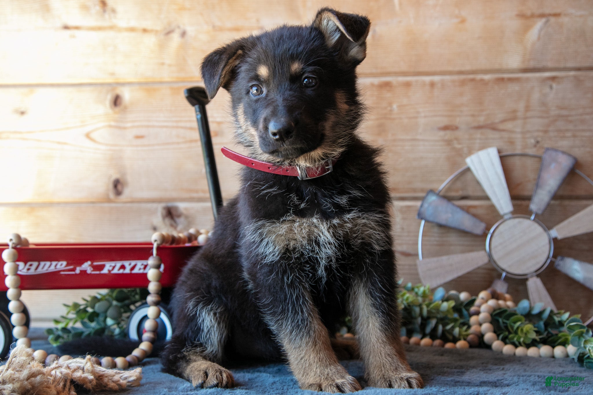 German Shepherd dogs Montana - Ad 34