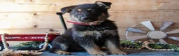 German Shepherd dogs for sale: Montana - Ad 1