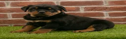 Rottweiler dogs for sale: Rocky - Ad 9