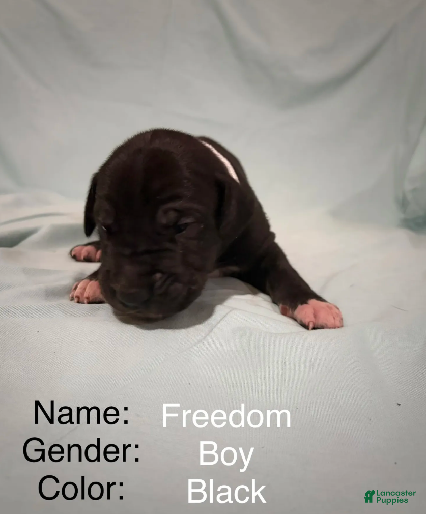 Great Dane dogs Freedom - Ad 2
