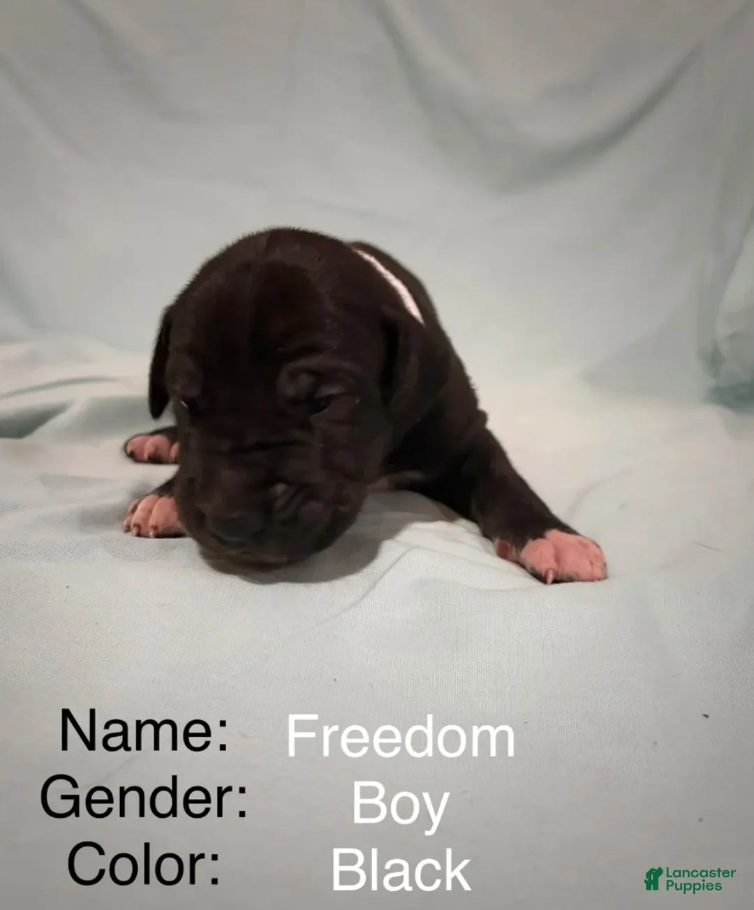 Great Dane dogs for sale: Freedom - Ad 2