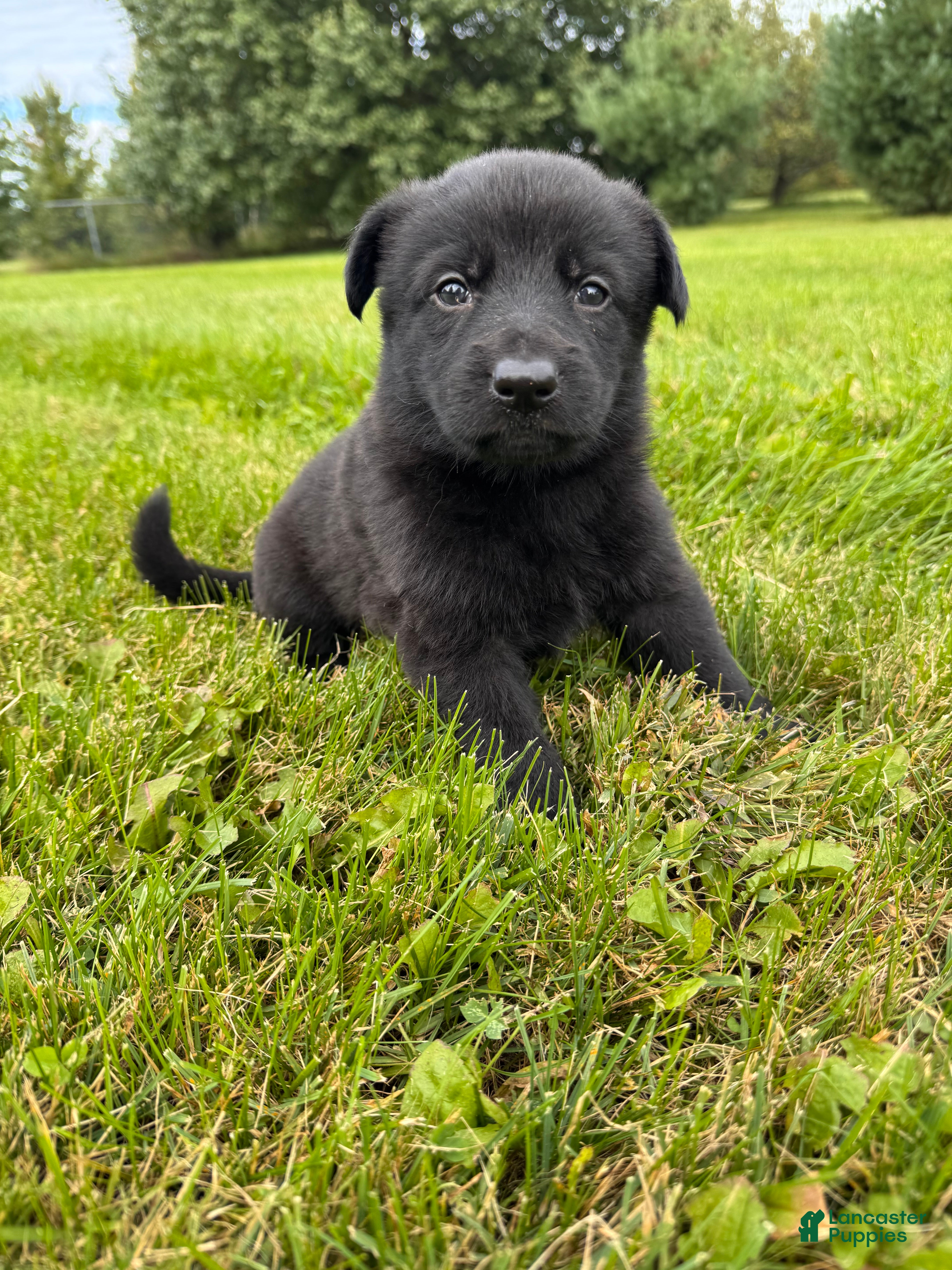 German Shepherd dogs All black female  - Ad 30