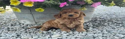 Mini Goldendoodle dogs for sale: Miles Mini Goldendoodle  - Ad 4