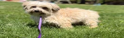 Morkie dogs for sale: Teddy - Ad 11