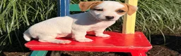 Jack Russell Terrier dogs for sale: Pansy - Ad 3