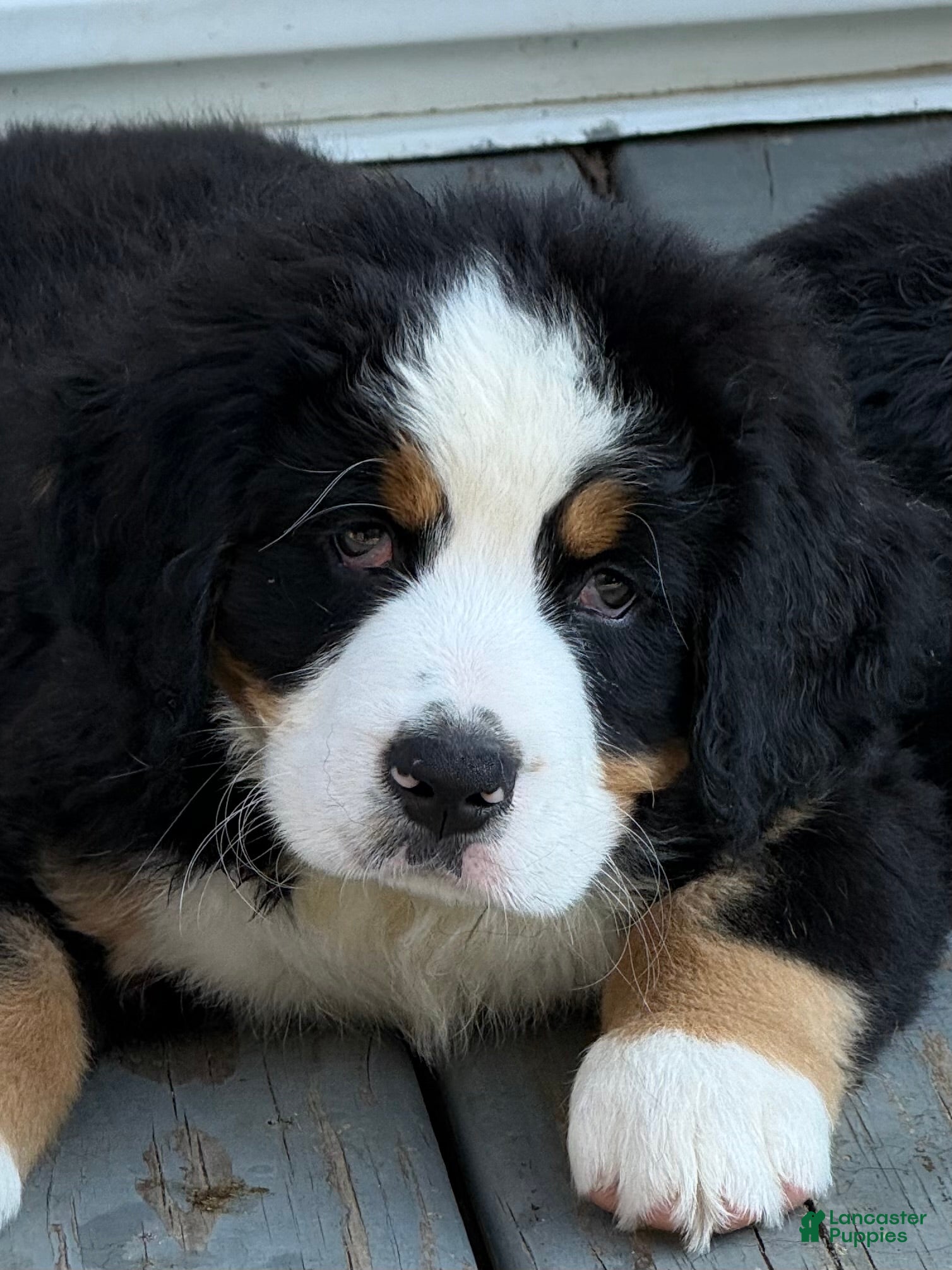 Bernese Mountain Dog dogs Bernese Mountain Dog Puppy 2 Mr gray - Ad 37