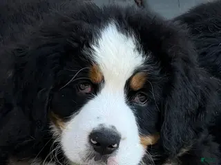 Bernese Mountain Dog dogs Bernese Mountain Dog Puppy 2 Mr gray - Ad 37