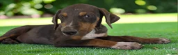 Catahoula Leopard Dog dogs for sale: Gypsie 2026 Female 1 - Ad 6