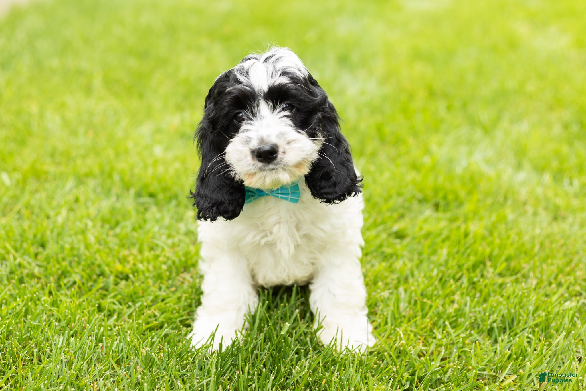 Cockapoo dogs Jesse - Ad 24