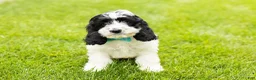 Cockapoo dogs for sale: Jesse - Ad 1