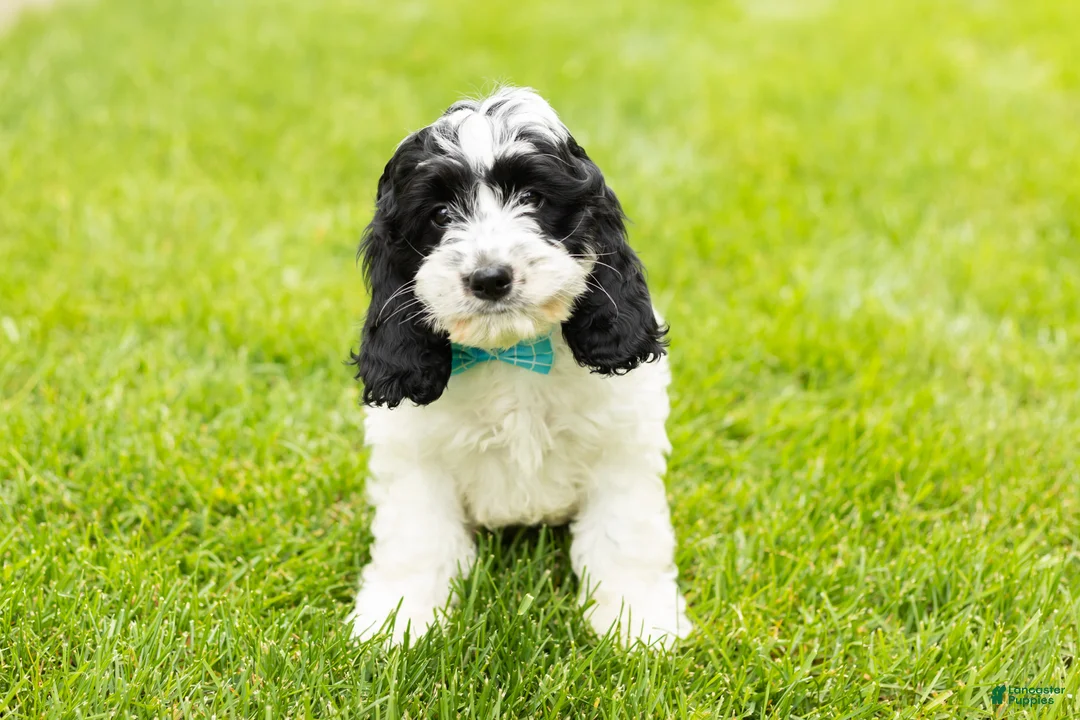 Cockapoo dogs for sale: Jesse - Ad 1