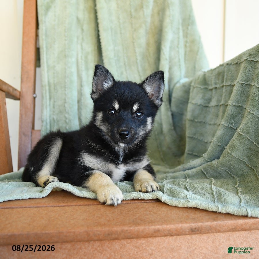 Pomsky dogs Bubbles - Ad 2