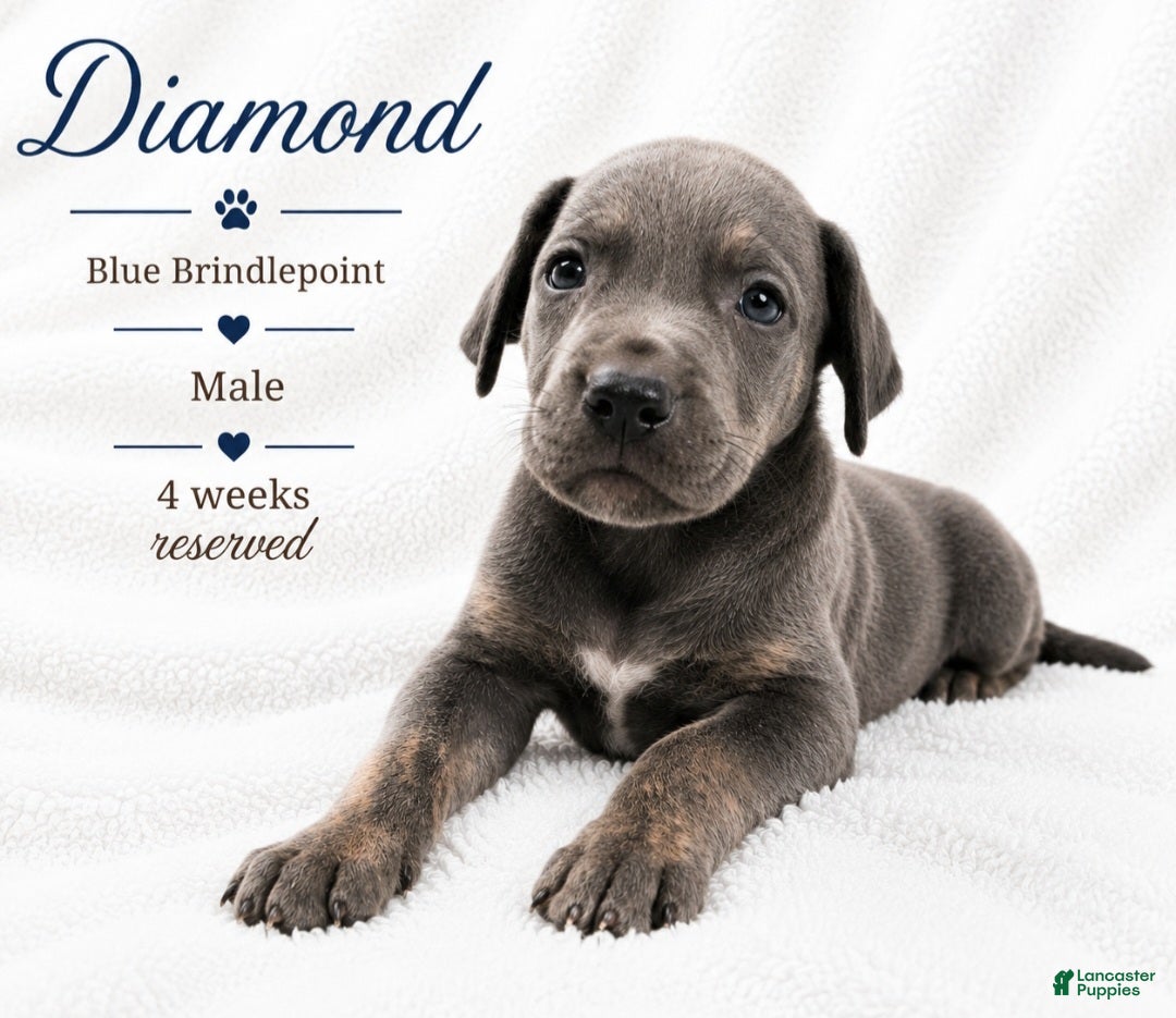 Great Dane dogs Diamond - Ad 30