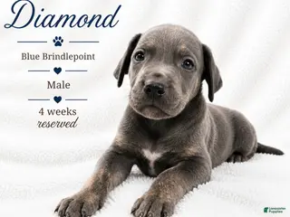 Great Dane dogs Diamond - Ad 30