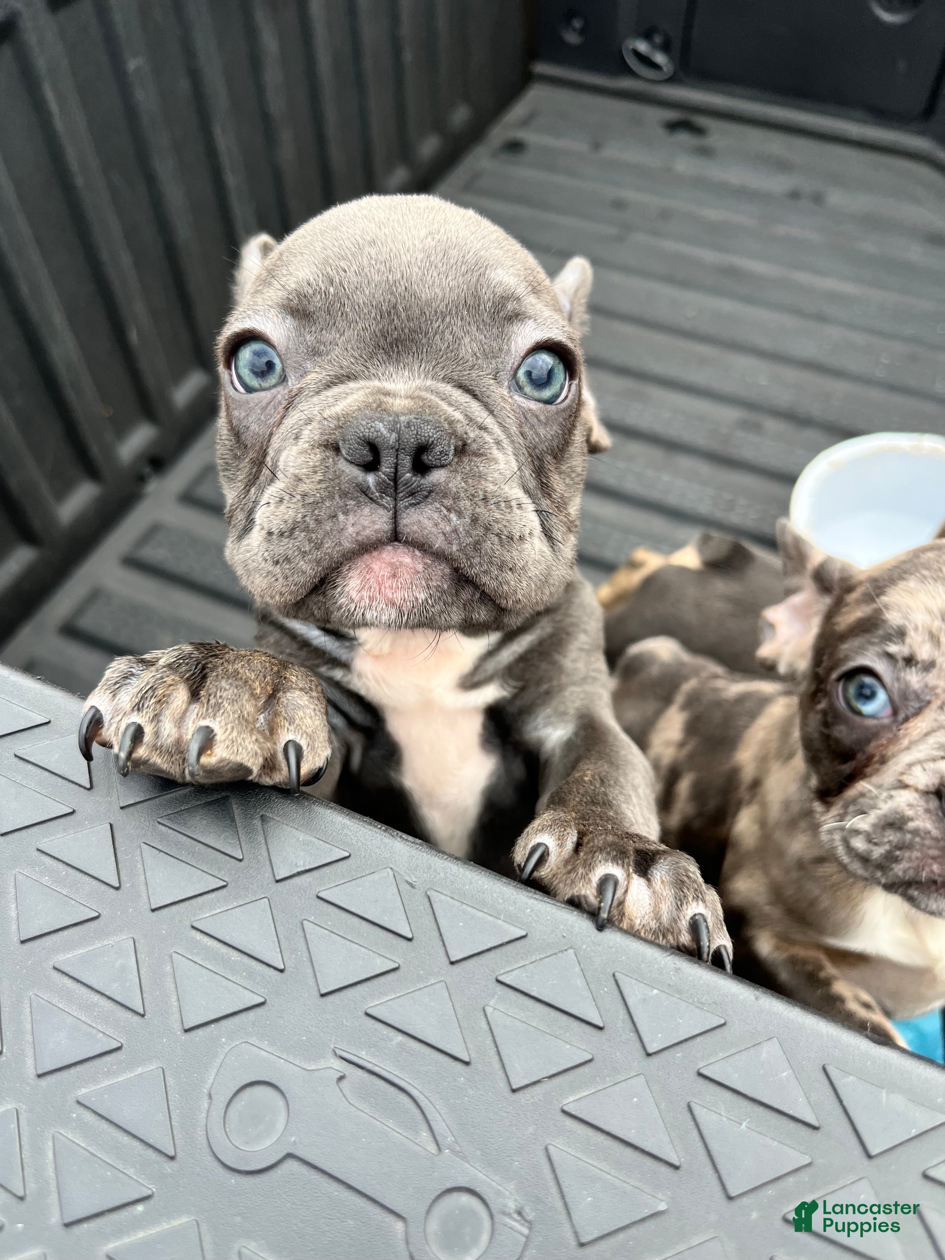 French Bulldog dogs for sale: French Bulldog Puppy 5 - Ad 1