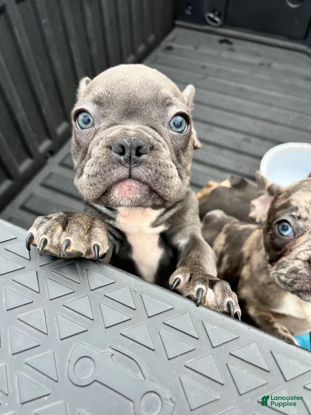 French Bulldog dogs for sale: French Bulldog Puppy 5 - Ad 1