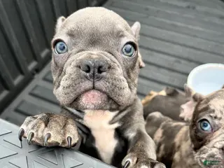French Bulldog dogs for sale: French Bulldog Puppy 5 - Ad 1