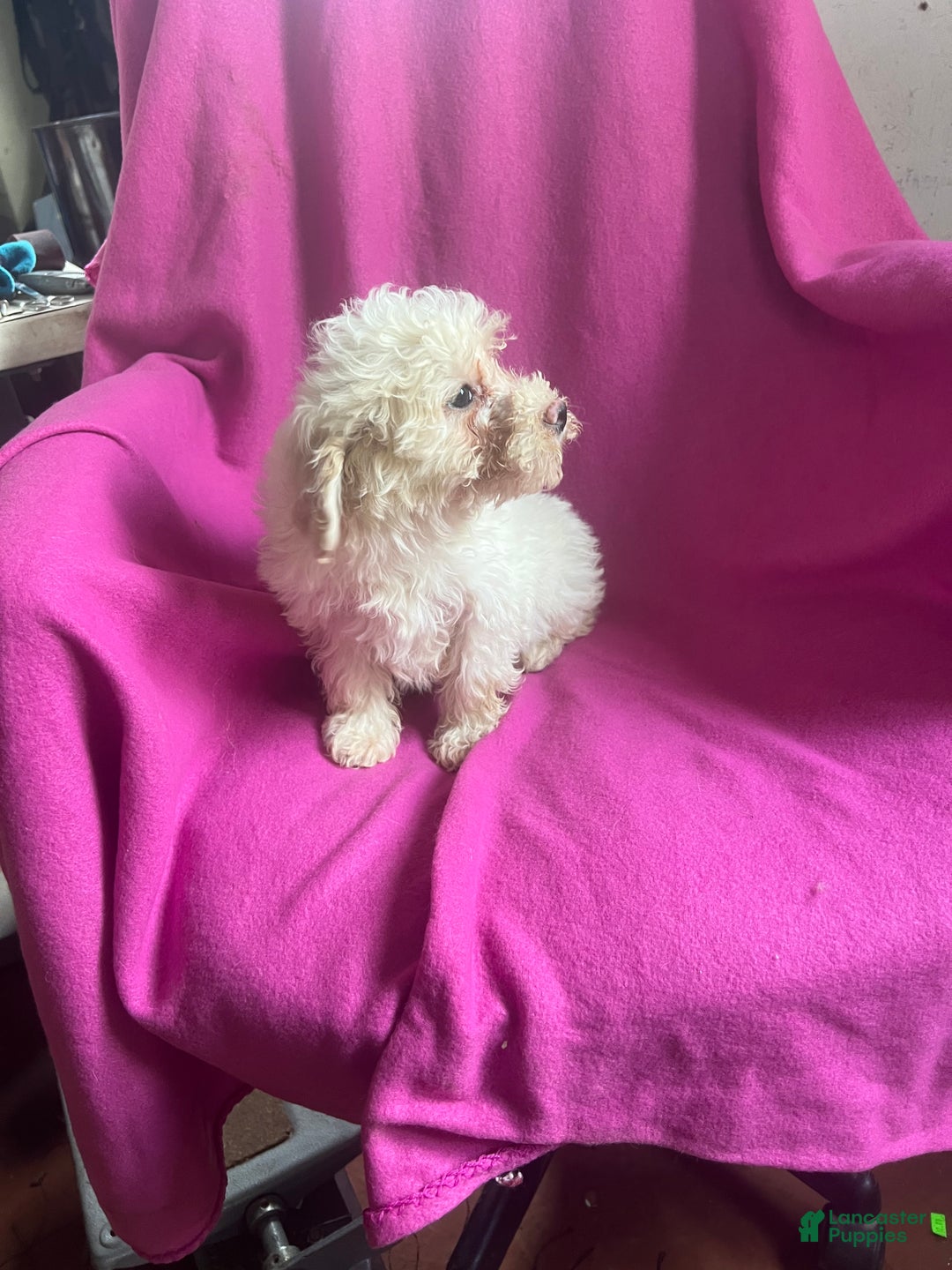Toy Poodle dogs for sale: Kloie - Ad 8