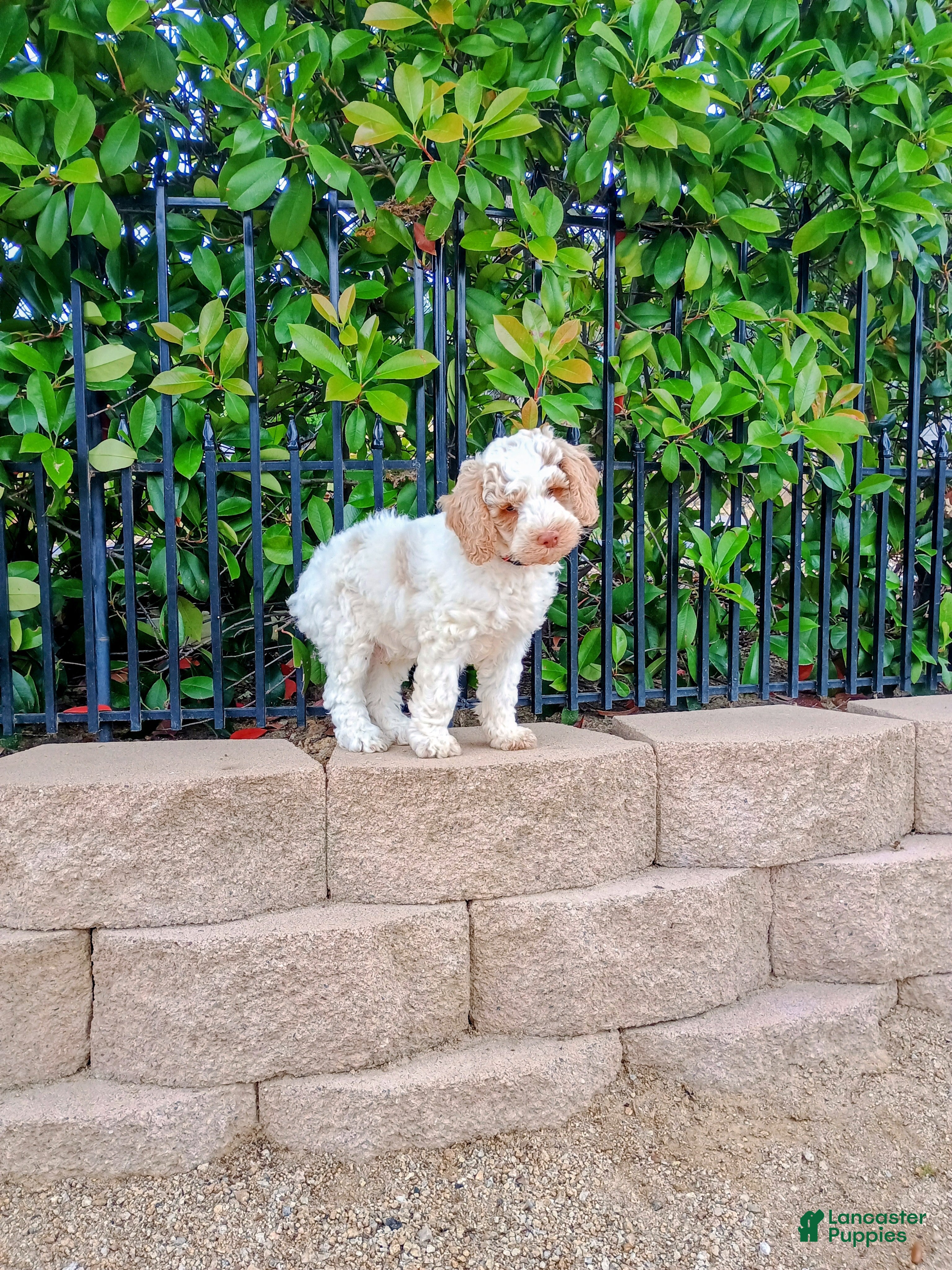 Australian Labradoodle dogs Australian Labradoodle Puppy 1 - Ad 2
