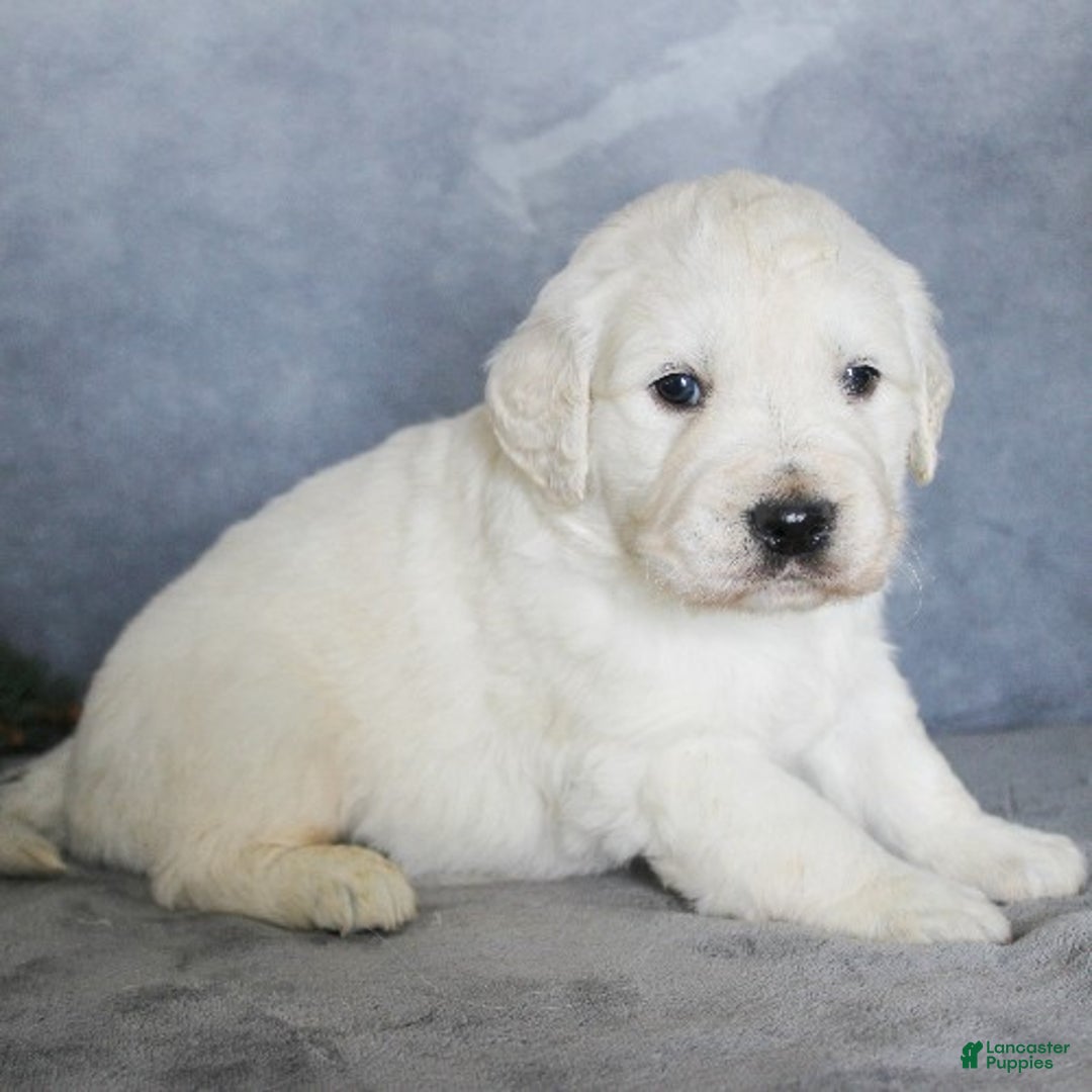 Golden Retriever dogs for sale: Aries - Ad 4
