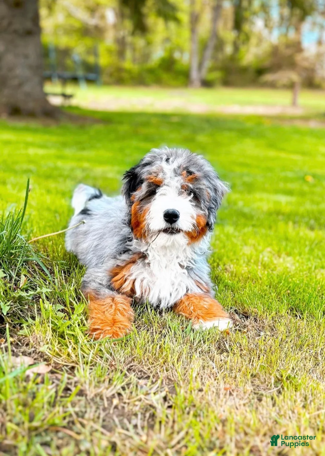 Mini Bernedoodle dogs for sale: Zoe - Ad 5