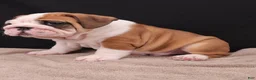 English Bulldog dogs for sale: Thor - Ad 18