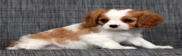 Cavalier King Charles Spaniel dogs for sale: Macy - Ad 7