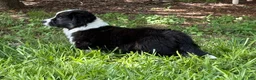 Welsh Corgi Cardigan dogs for sale: Ace FLUFFY - Ad 25